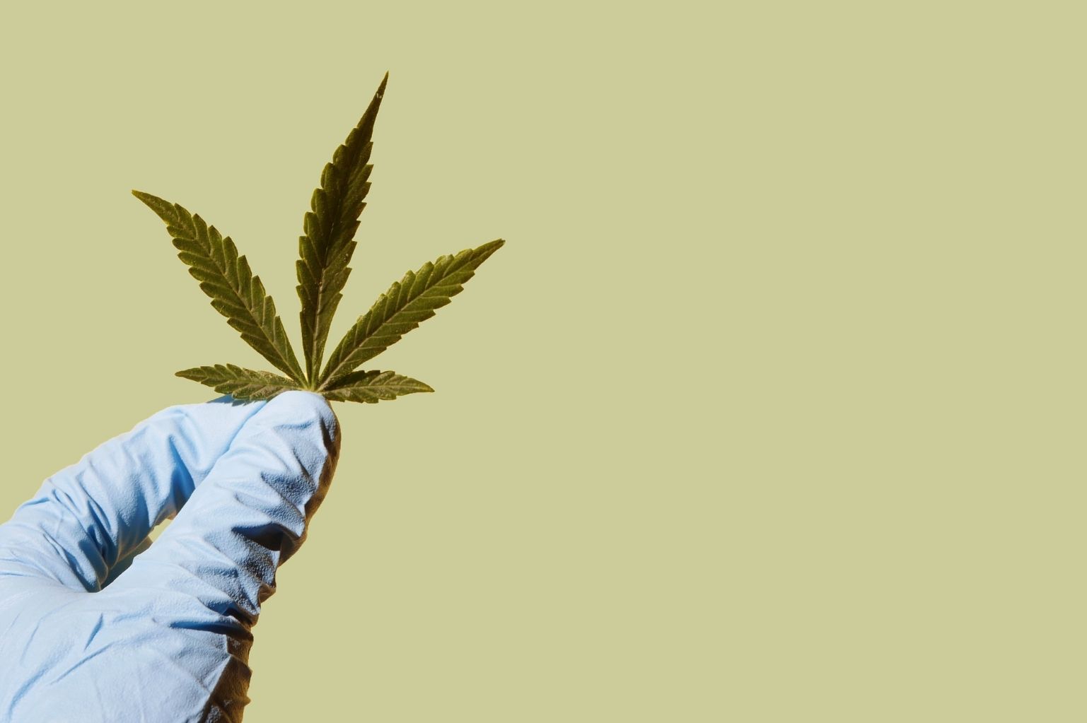 CBD a sen – działanie, badania i realne możliwości.
