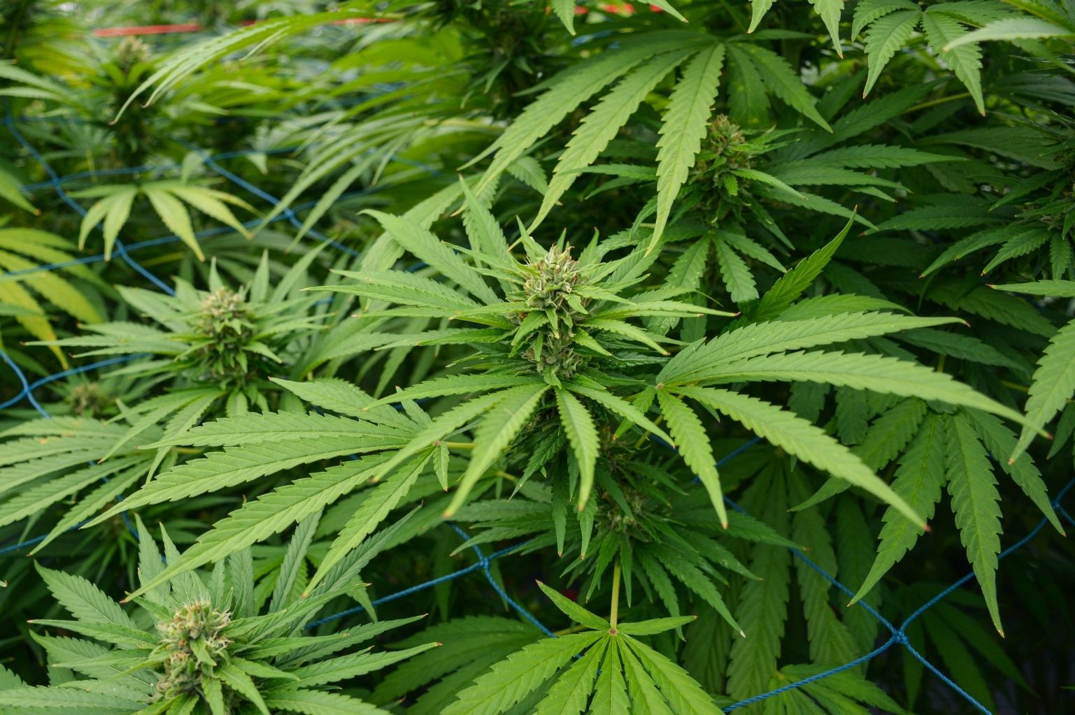 CBD a prawo w Polsce – legalność w pięciu sytuacjach (stan prawny: kwiecień 2026)